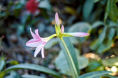 翠叶竹芋花语,翠叶竹芋花语