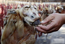 亚洲的食狗肉文化 血腥残忍啊 