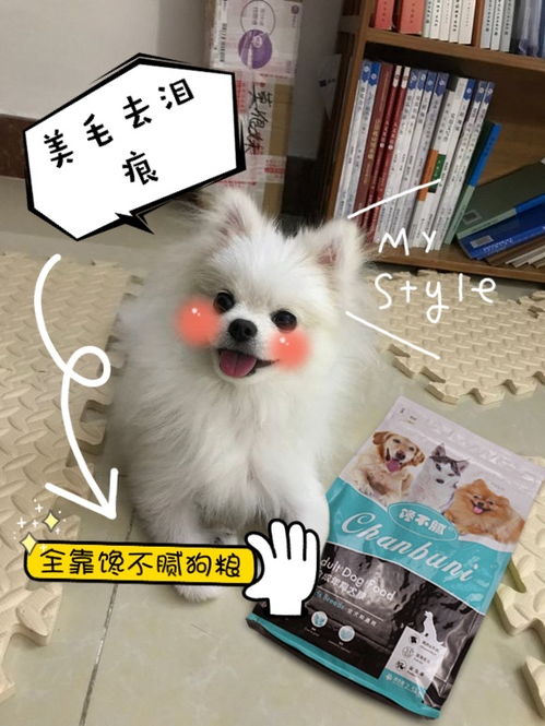 饲养博美犬,做好这六点,让它健康又漂亮