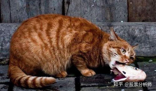 猫喜欢吃鱼 这个巨大的误解,对猫来说可能致命 