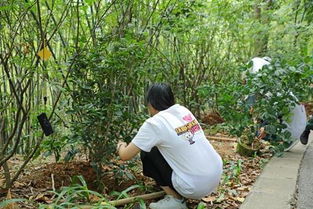 沃音乐俱乐部公益行 为地球植树,为爱豆应援