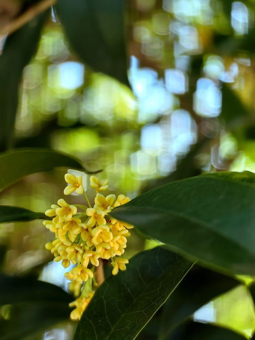 金桂飘香含义解析 1