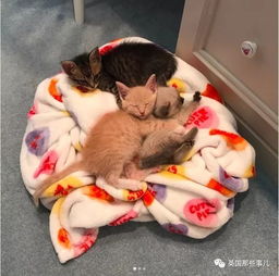 她把自家搞成了奶猫托儿所,不停养猫,不停送猫...