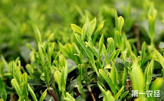 怎么种植茶叶 茶树种植技术介绍