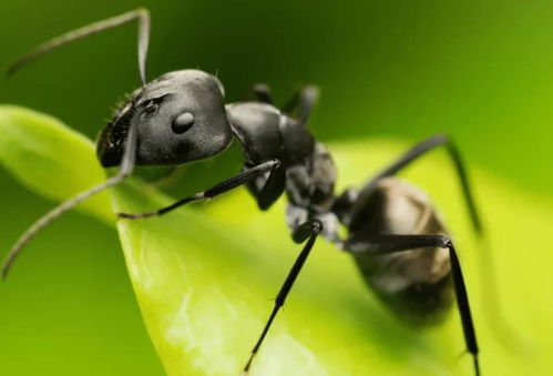 家里出现的蚂蚁比较多,采用这些方法,便可以很好去应对
