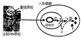 高中生物 A为什么对呢，只要起始密码子和终止密码子之间的密码子数量相同就可以了，mRNA不一定要一