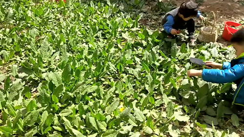 小区里俩娃挖野菜,挖的真带劲,这野菜能吃吗 