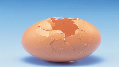 鸡蛋壳属于什么垃圾分类