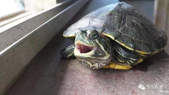 乌龟总是张大嘴巴,除了吃饭打哈欠,还可能是病了 