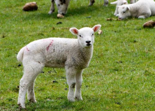 羊子拉稀有什么方法解决 羊子拉稀用什么药最佳 这样做就对了
