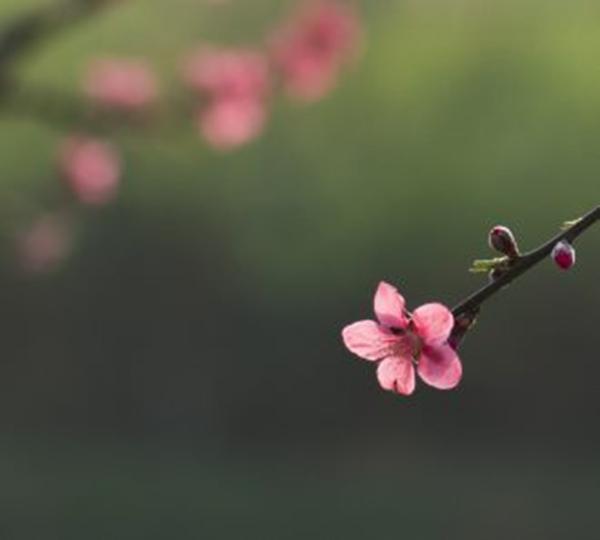 2018桃花运极佳的四大生肖,一定会找到自己的梦中情人