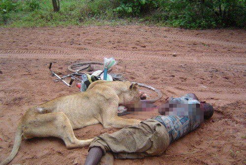 狮子为什么要吃人 吃人的狮子往往有这3个特点 