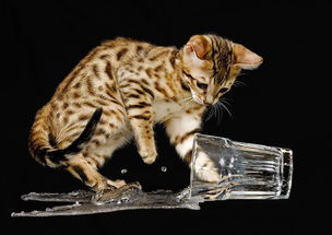 猫为什么怕水,猫为什么怕水不敢洗澡