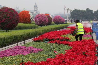 国产菊花首次亮相国庆花坛 