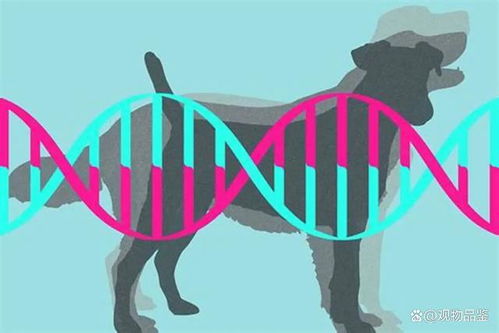 狗的dna和人的dna差多少,狗和人的DNA有哪些不同