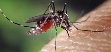 还曾记得夏日里被蚊子支配的恐惧吗