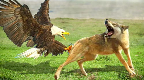 惊人的老鹰来袭,狗猛烈反击,老鹰VS狐狸,野生动物攻击 