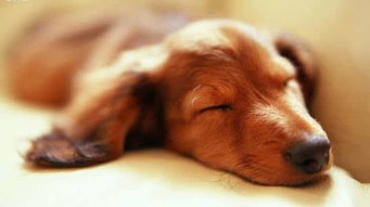 关于狗狗睡觉的真相,越闲的蛋疼睡的越多