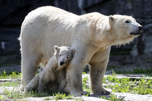 北极熊母子情深