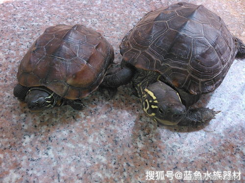 家里养的乌龟吃什么 宠物龟的饮食介绍