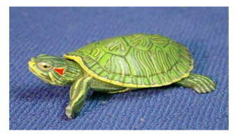 巴西龟怎么分公母 