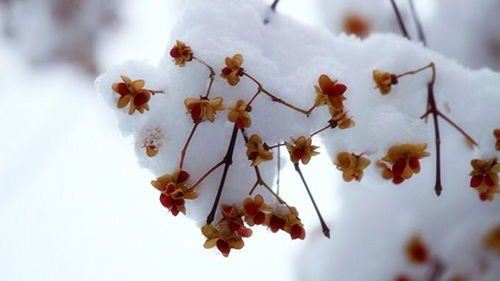 慧通美文欣赏 大雪小雪又一年 