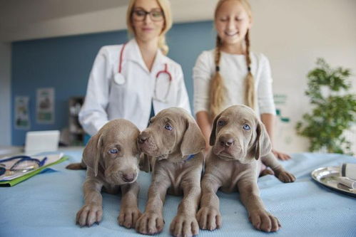 去宠物医院看病的狗狗,为什么看到女宠物医生和护士会更温顺呢