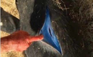 猎人捕到一只野猪,开膛破肚时,发现肉是蓝色的