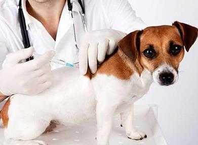 小狗打第二针疫苗可以推迟几天吗 