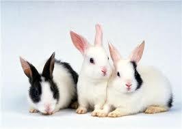 兔兔的所有品种,名称及图片 