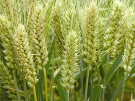 种植小麦用什么配比的底肥好 氮磷钾含量 