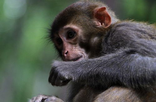 80年属猴人命运 40岁是一生转折点 家有属猴的速看