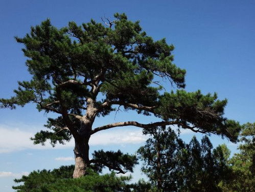 心理学测试 5颗松树,哪颗生命力最强,测你今年哪方面运势最强