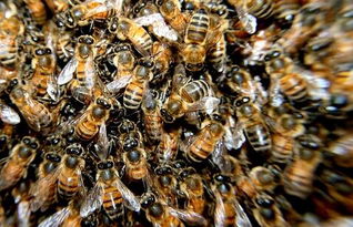 勤劳象征 蜜蜂的生活习性是怎样的
