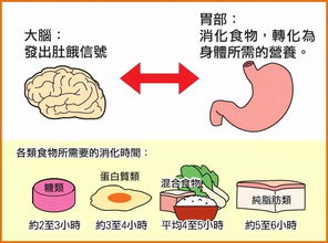 半夜肚子饿得咕咕叫,是吃还是不吃 