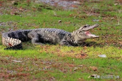 祭鳄鱼文里说的是扬子鳄吗