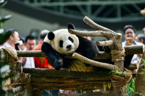 中国第一只被 退货 的大熊猫,原因让人哭笑不得,真不愧是国宝