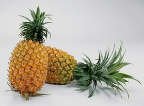 为什么凤梨比菠萝贵 一个凤梨30元贵吗