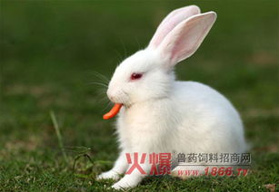减少兔饲料浪费的方法有哪些