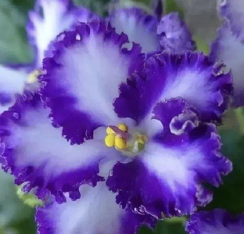 紫罗兰象征着什么,紫罗兰有什么样的品质？