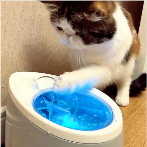 给猫咪买了个饮水机,以为它知道怎么用,结果猫咪的举动就像二哈
