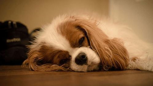 谁能想到狗经常咳嗽,是由它心脏病引起