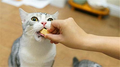 猫咪可以吃冰糖吗