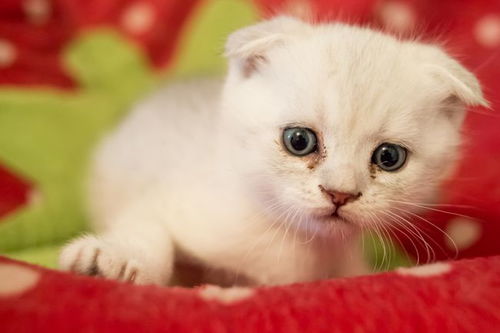 30天的小猫抱走可以养活吗 怎么养