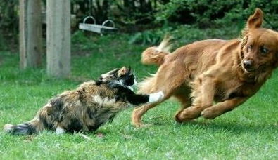 狗比猫对人热情吗 为什么猫狗总难相容,同是成年的猫狗打架谁厉害