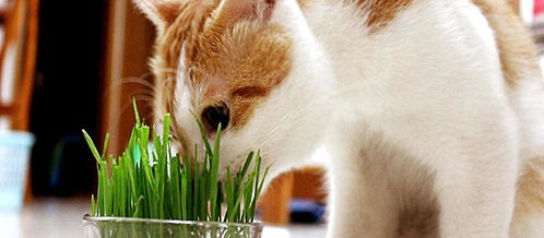 猫咪为什么喜欢 吃草 看完这些就知道原因了