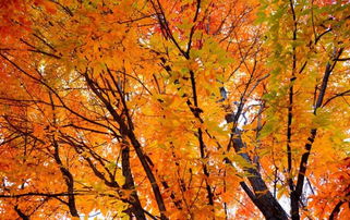 关于秋季红叶的诗句有哪些