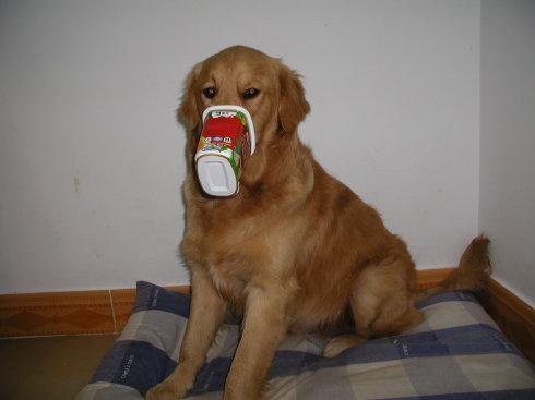 小狗喝酸奶几天一次 一次给多少合适 