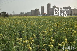 艳阳高照成都郊外油菜花飘香 最佳赏花下周约