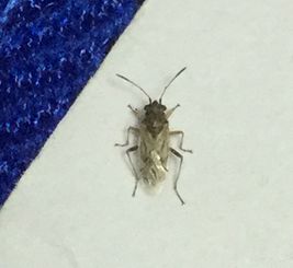 这是什么虫子 蛀虫成虫吗 